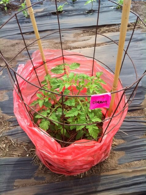  photo 6A0B1CF4-50E3-4329-B42A-198981F66795-27675-0000031FEF5B717B_zps5e111679.jpg